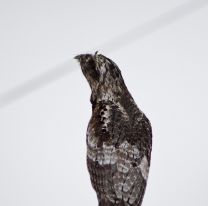 Apareció el "pájaro fantasma" en Perico y varios se asustaron