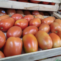 El tomate en Jujuy se volvió un lujo: el precio está por las nubes
