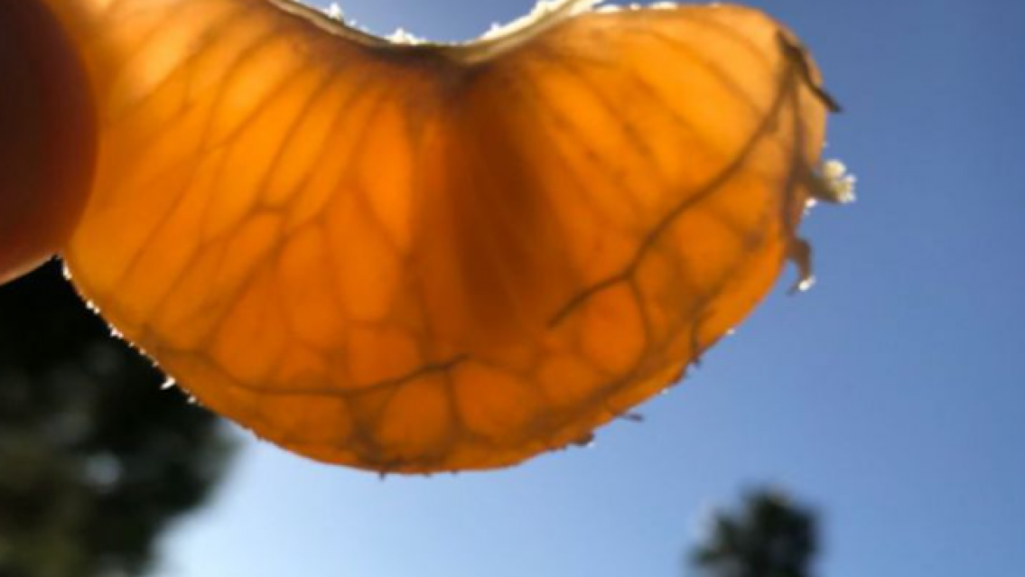 A preparar las mandarinas: se vienen d�as de sol y mejora el tiempo