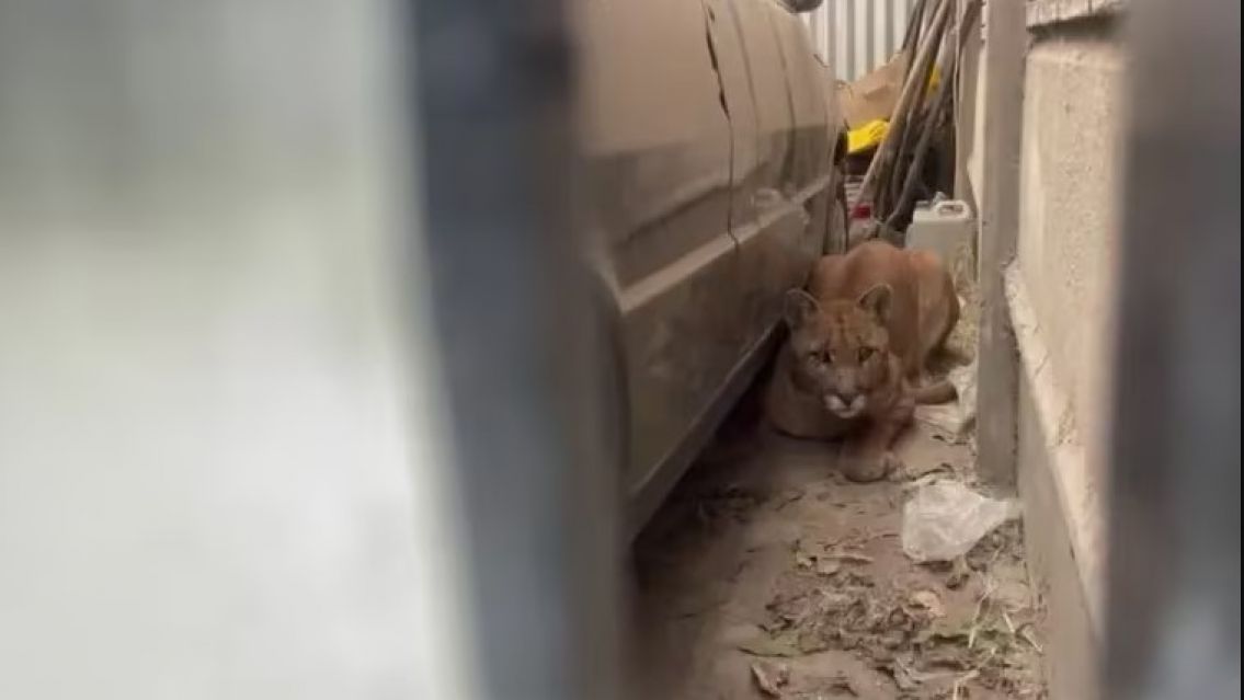Desesperados gritos en el barrio: vecina encontró un puma en el fondo de su casa