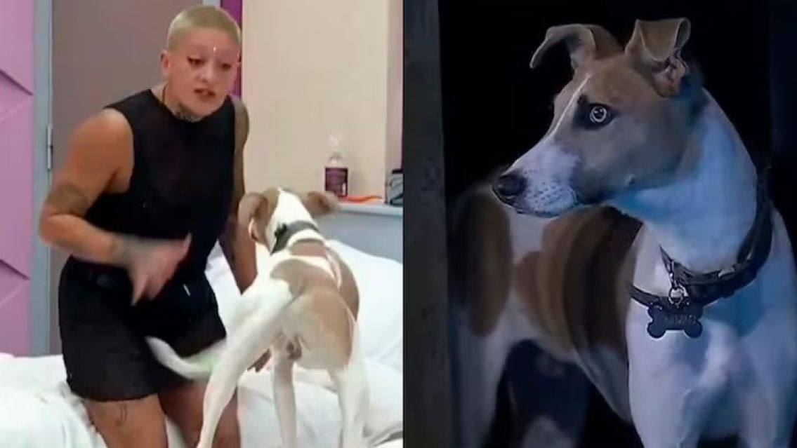 No aguantan m�s: Rescatistas quieren entrar a la casa de Gran Hermano para sacar al perro