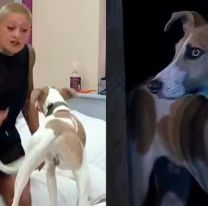 No aguantan m&aacute;s: Rescatistas quieren entrar a la casa de Gran Hermano para sacar al perro