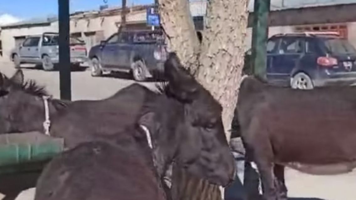 Explot� la venta de leche de burra en Jujuy: Cu�les son sus beneficios 