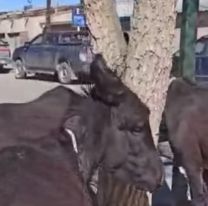 Explot&oacute; la venta de leche de burra en Jujuy: Cu&aacute;les son sus beneficios 