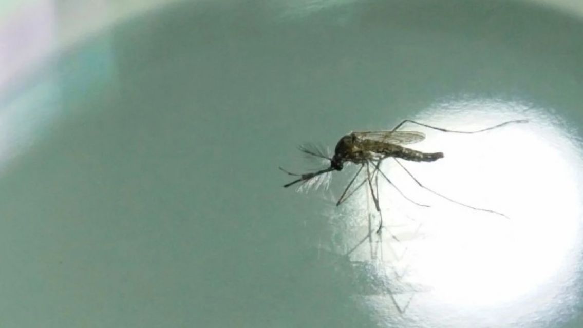 Jujuy completa m�s de un a�o sin casos de dengue y refuerza la prevenci�n ante la nueva temporada