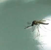 Jujuy completa más de un año sin casos de dengue y refuerza la prevención ante la nueva temporada