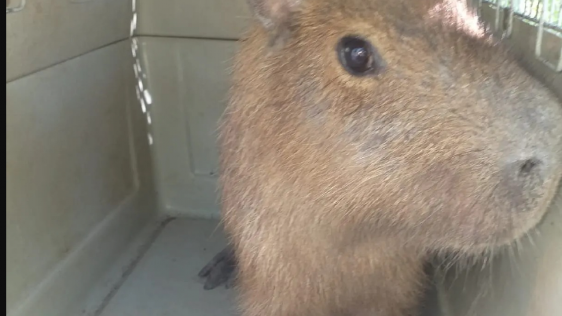 Pescadores juje�os se llevaron un carpincho a su casa: Le arruinaron la vida