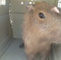 Pescadores jujeños se llevaron un carpincho a su casa: Le arruinaron la vida