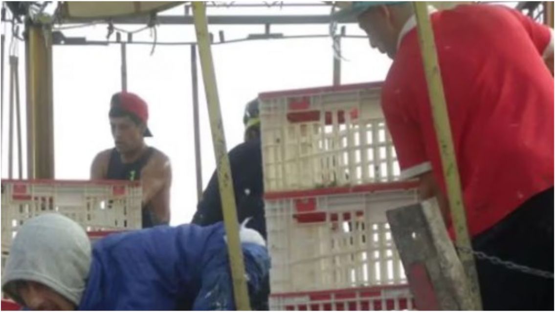 Volcó un camión cargado con pollos en plena ruta: "Están robando"