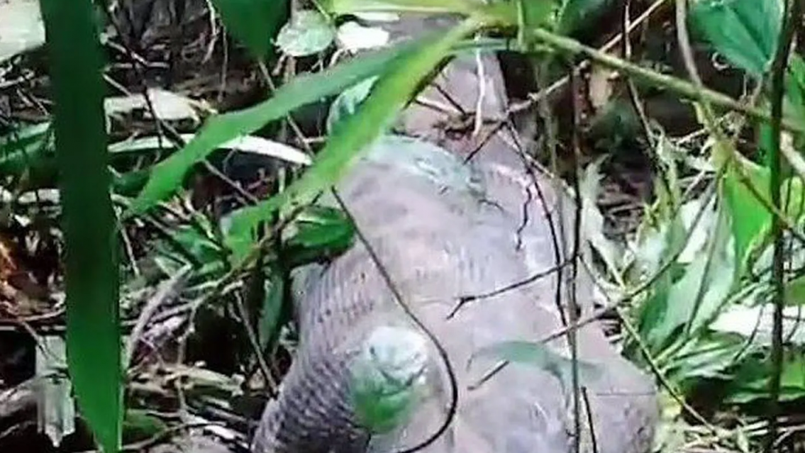 Im�genes sensibles: encontraron el cuerpo de una mujer en una serpiente pit�n