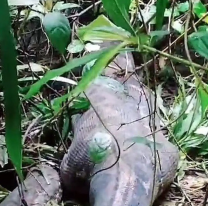 Im&aacute;genes sensibles: encontraron el cuerpo de una mujer en una serpiente pit&oacute;n