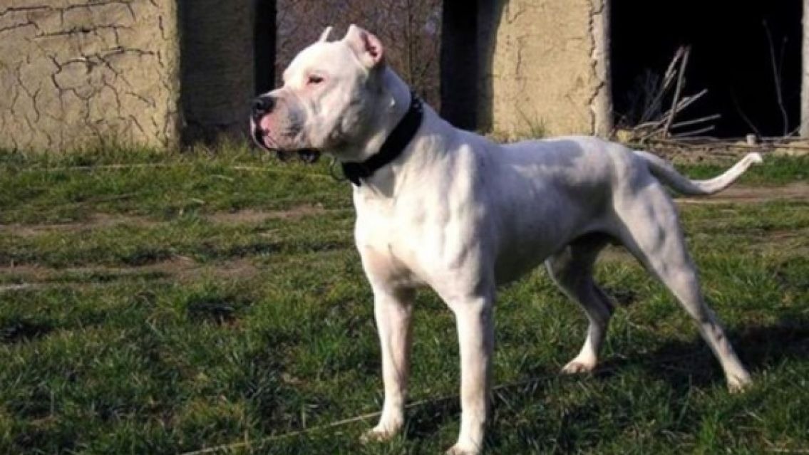 Brutal ataque de un dogo dejó a una menor de 8 añitos internada de urgencia