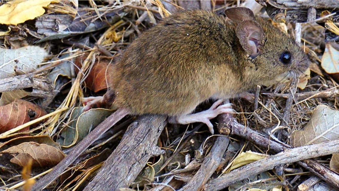Alerta por hantavirus en Jujuy: confirmaron 7 Casos en 2024�