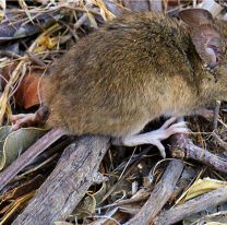 Alerta por hantavirus en Jujuy: confirmaron 7 Casos en 2024