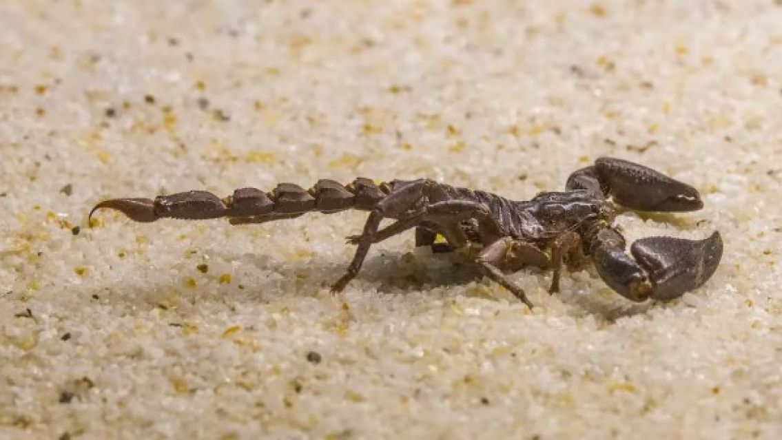 Un joven fue picado dos veces por un alacr�n cuando dorm�a: qued� internado en terapia