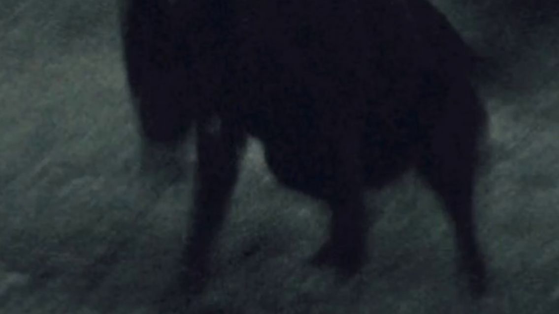 El "familiar" se le habr�a aparecido a un salte�o: "Salt� sobre �l.."