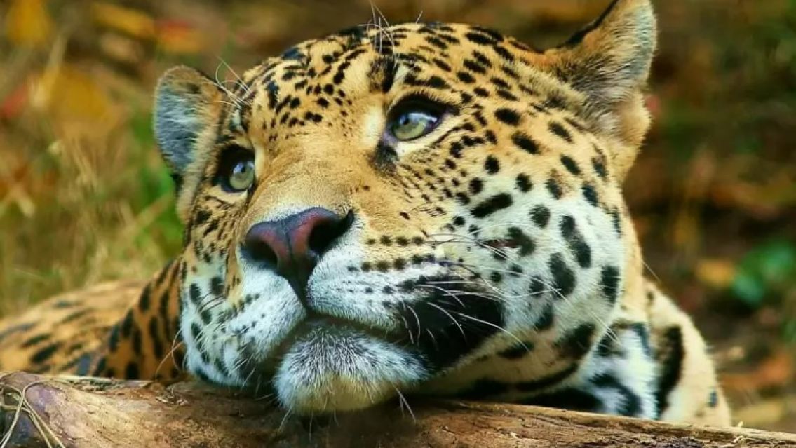Aparecieron 3 ejemplares de Yaguareté en Jujuy y quedaron capturados por las cámaras