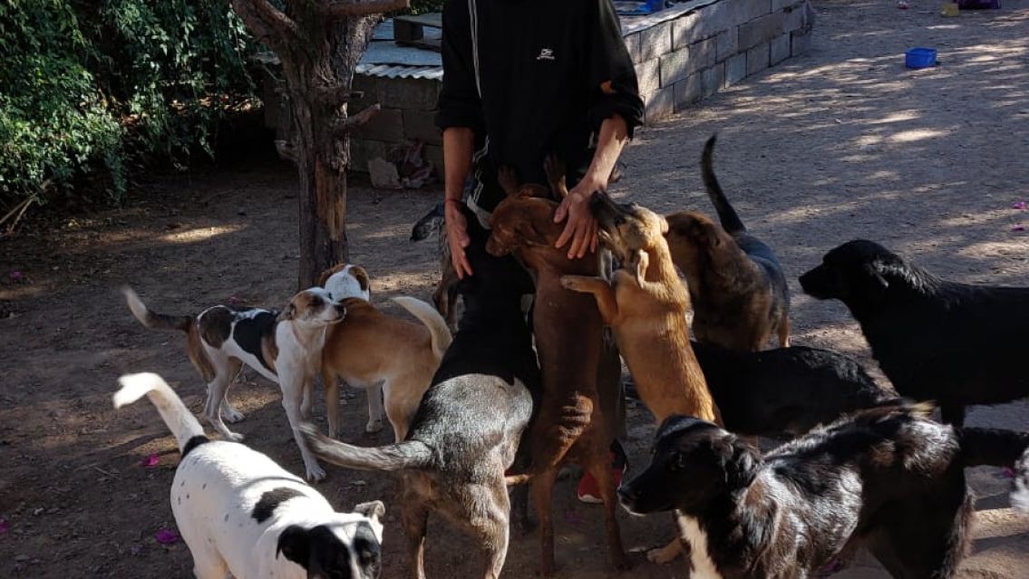 Los perritos del refugio necesitan ayuda: Hacen una rifa para que puedan comer