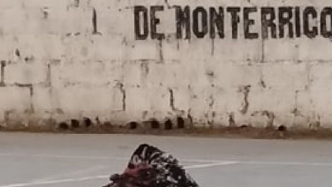 El animal que apareci� en el tinglado de Monterrico y no quiere salir: "casi se lo comen los perros"