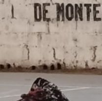 El animal que apareció en el tinglado de Monterrico y no quiere salir: "casi se lo comen los perros"