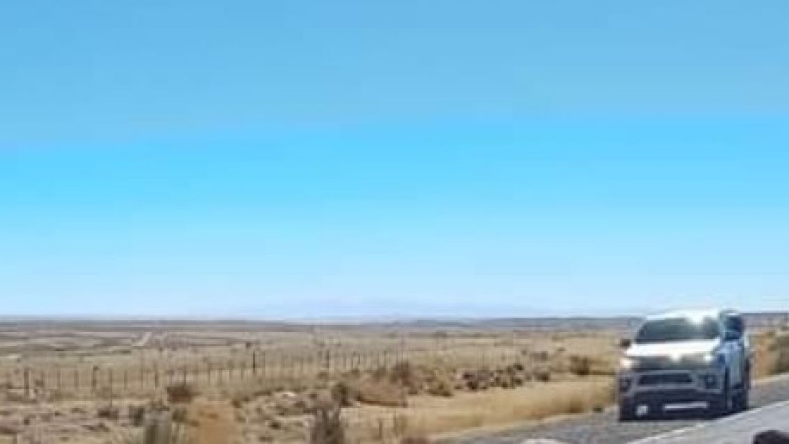 Camioneta pasó a toda velocidad y atropelló a todos los chivitos de una pastora