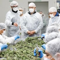 Jujuy se convirti&oacute; en el principal exportador de cannabis de Argentina