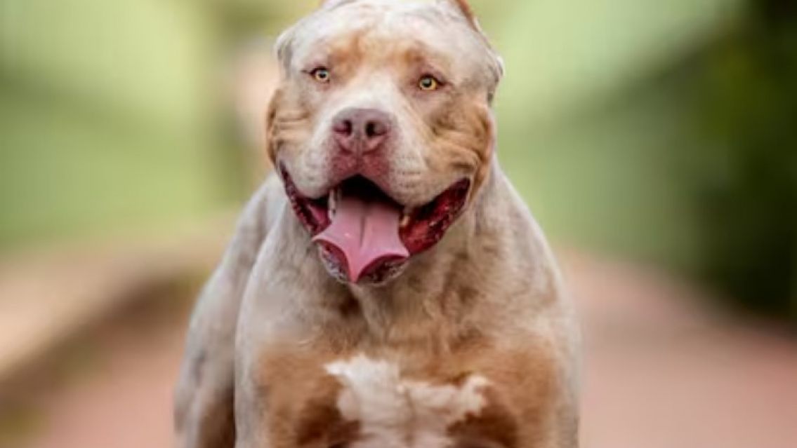 Juje�os salieron a defender a los pitbulls: "Son hermosos y muy sociables"