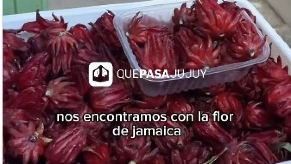 Furor en Jujuy por la Flor de Jamaica: "te deja en otra dimensión"