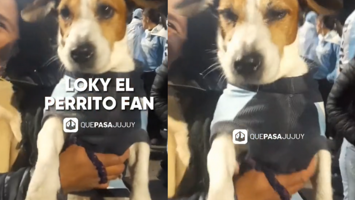 Conocé a "LOKY", el perrito jujeño fanático de la Selección