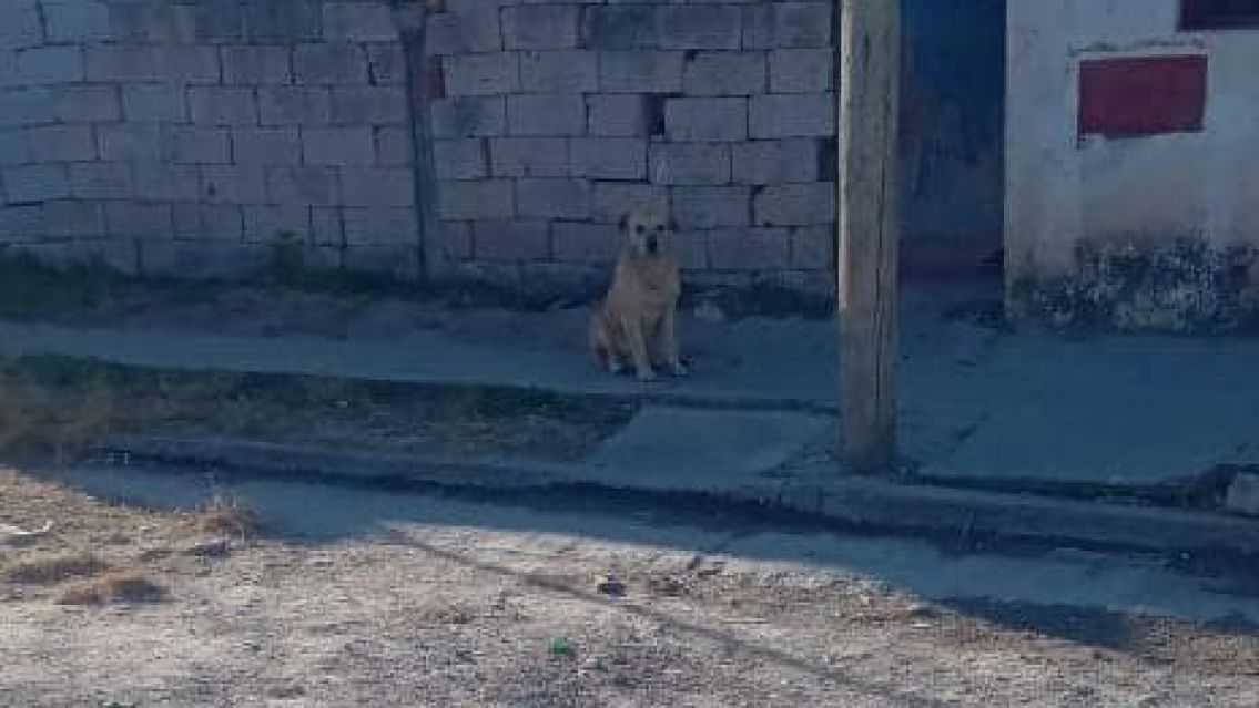 Perro casi causa una tragedia en Alto Comedero: "Nadie se hace cargo"