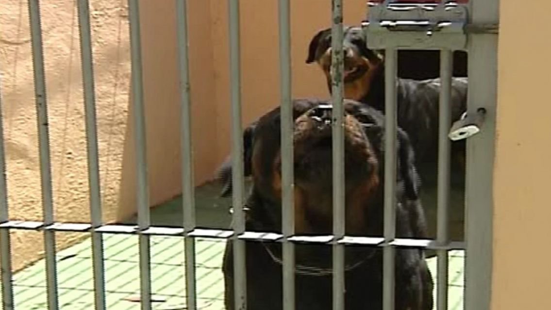 Encontraron muerto a un hombre y la escena era tétrica: "Los perros se lo..."