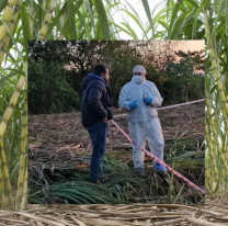 Identificaron los restos hallados en el cañaveral, actuaron en banda