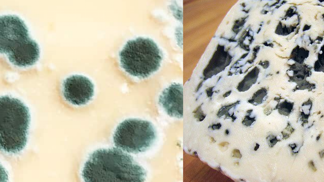 El queso que no podr�s comer nunca m�s: est� prohibido