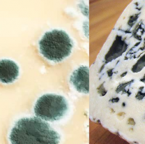 El queso que no podrás comer nunca más: está prohibido