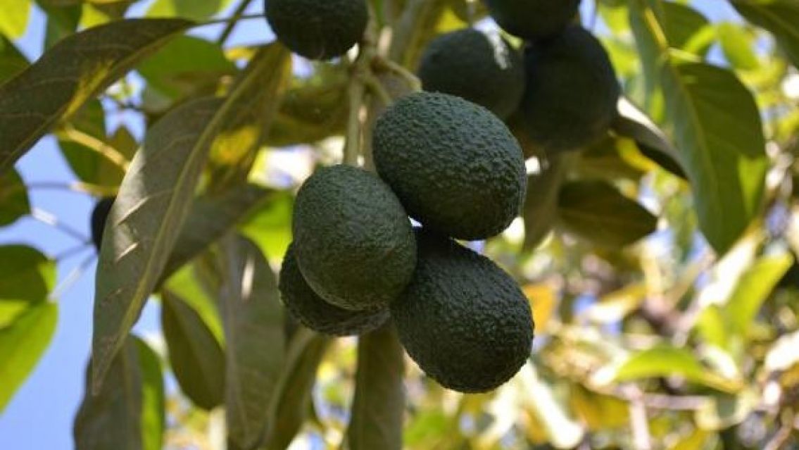 Abuelo casi no la cuenta por juntar paltas: cayó de una tapia