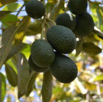 Abuelo casi no la cuenta por juntar paltas: cayó de una tapia