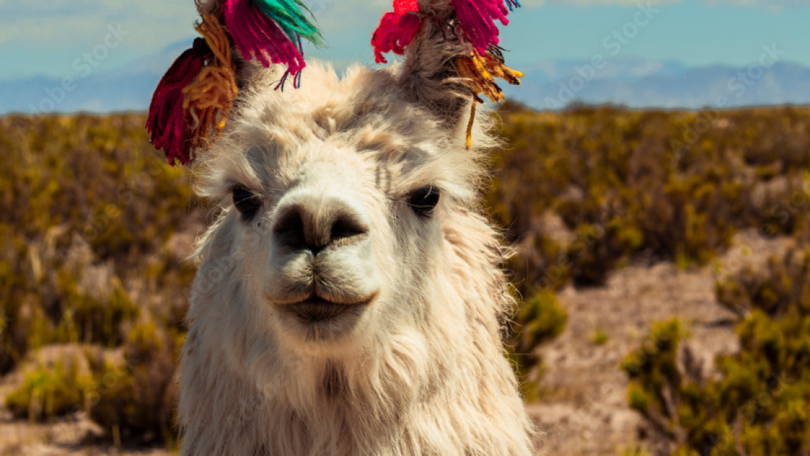 Carne de llama: la alternativa barata y sabrosa que es furor en Jujuy. ¿A cuánto el kilo?