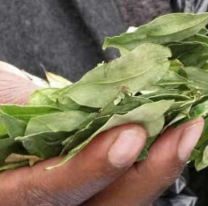 Por cortes de ruta en Bolivia, se dispar&oacute; el precio de la hoja de coca