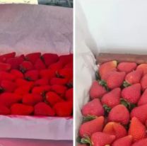 Comenzó la temporada de frutillas en Jujuy y los precios enloquecieron a todos