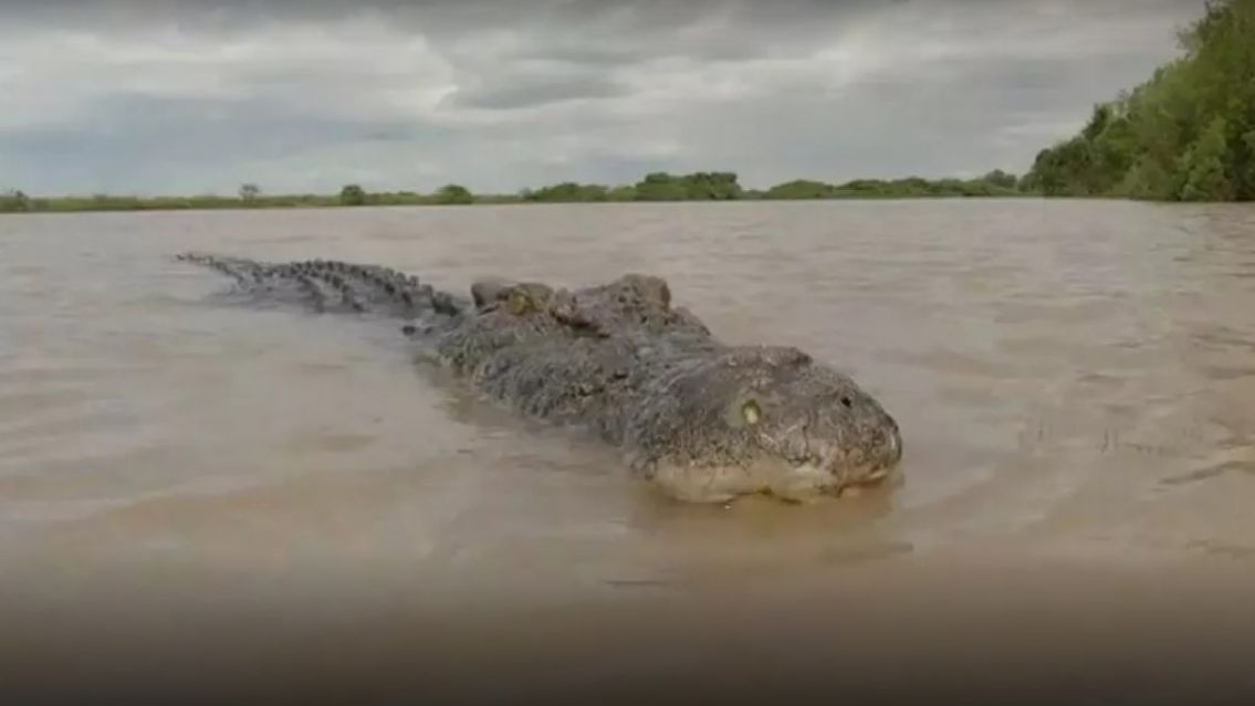 [HORROR] Sali� a pescar, se resbal� en el agua y lo arrastr� un cocodrilo