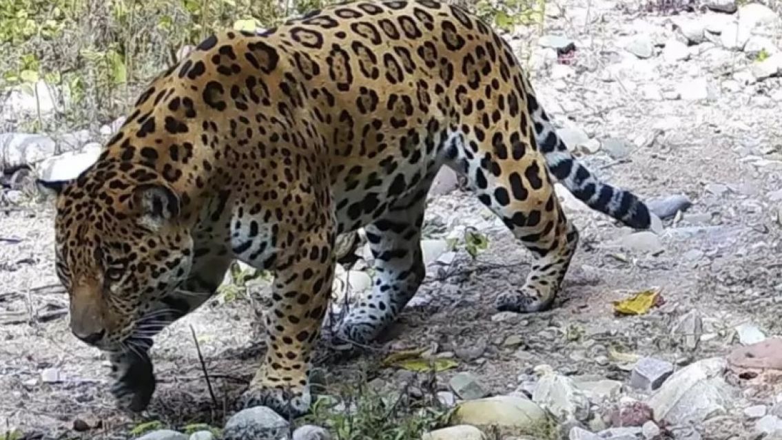 Apareció un enorme yaguareté en el Parque Calilegua y tomaron medidas extremas