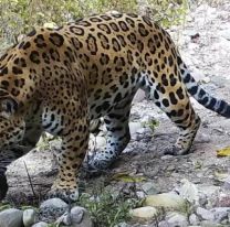 Apareció un enorme yaguareté en el Parque Calilegua y tomaron medidas extremas