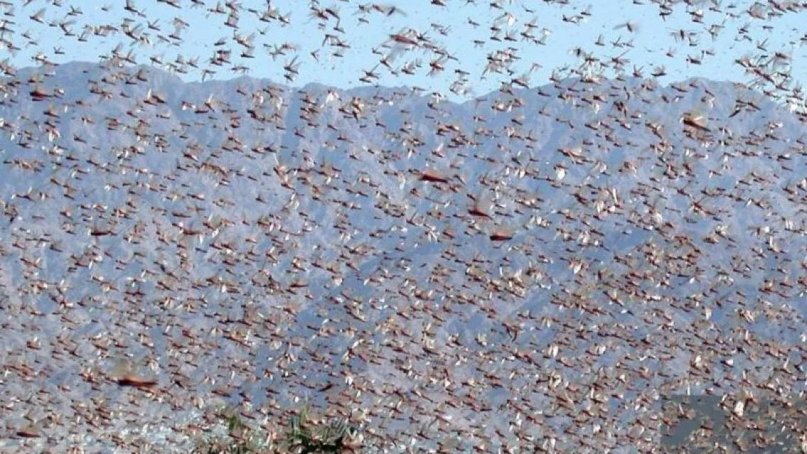 Alerta y preocupaci�n por las langostas en Jujuy: se comen todos los cultivos