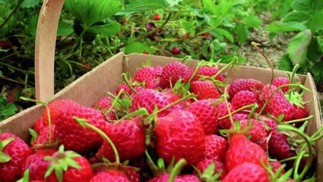 Afirman que casi el 80% de la producción de frutilla de Jujuy se vende y consume en Salta