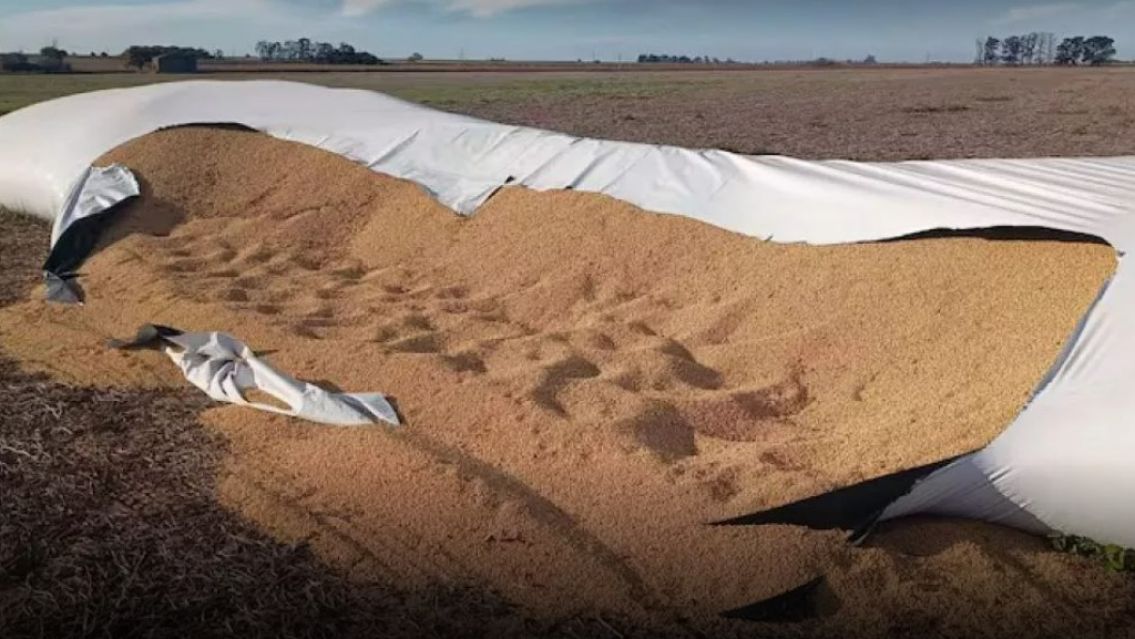 Robo y contrabando de granos en la frontera: la crisis de productores en el norte