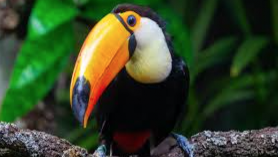 Jujuy: denuncian brutal maltrato a un tucán en San Pedro