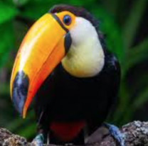 Jujuy: denuncian brutal maltrato a un tuc&aacute;n en San Pedro