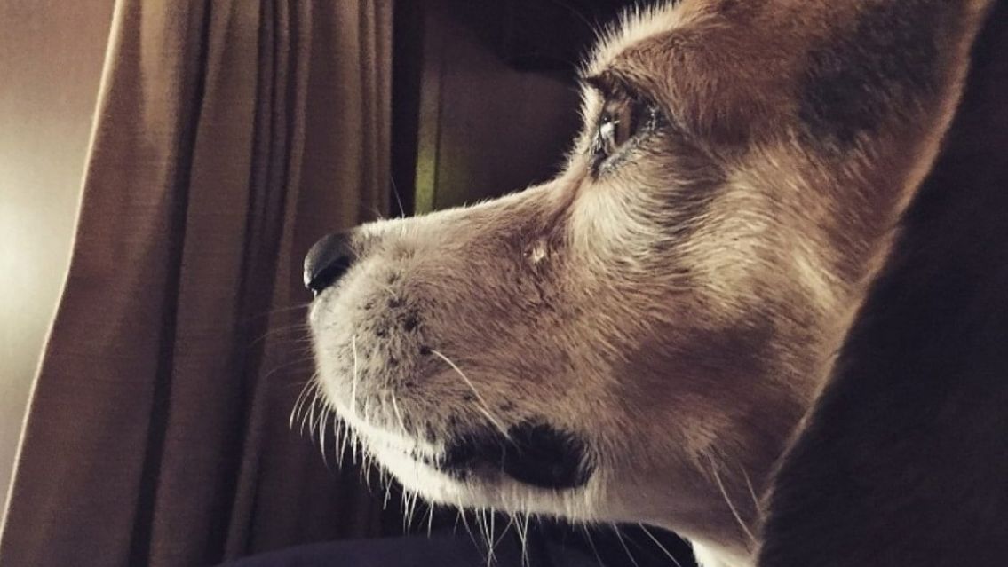 Apareció un monstruo en un pueblo: así encontraron a una perrita