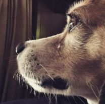 Apareci&oacute; un monstruo en un pueblo: as&iacute; encontraron a una perrita