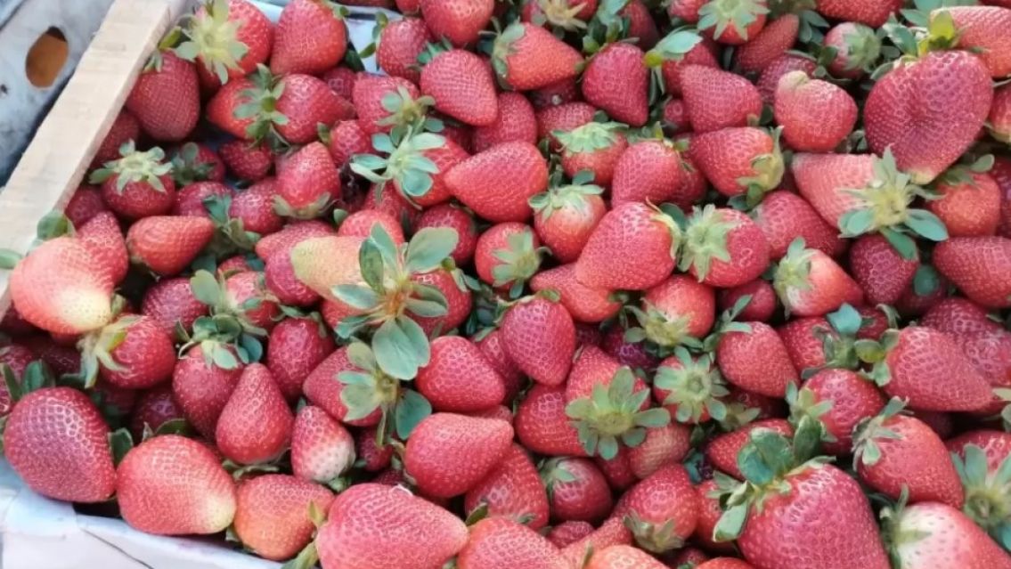 Se desplom� el precio de la frutilla en Jujuy:  �Cu�nto sale el caj�n?